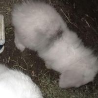 خرگوش بالغ نر|موش و خرگوش|رشت, انصاری|دیوار