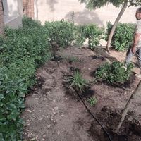 خدمات پیوندی باغبانی سم پاشی طرح فضای باغچه|خدمات باغبانی و درختکاری|تهران, سهروردی|دیوار