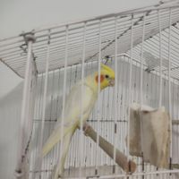 عروس هلندی نر|پرنده|کنارک, |دیوار