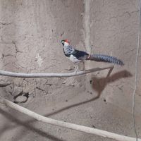 مرغ خروس لیدی بلژیکی زینتی دستگاه جوجه کشی|حیوانات مزرعه|تهران, خلیج فارس|دیوار