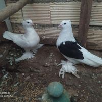 کبوتر تزیینی و زینتی فروش و معاوضه|پرنده|رشت, پیرکلاچای|دیوار