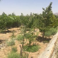 باغشهری-خان-زنیان-قرقچین-روبروی-کارخانه-ماکارونی