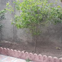 خانه اجاری همکف ومستقل|اجارهٔ خانه و ویلا|مشکین‌شهر, |دیوار