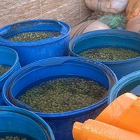 زیتون عمده ارزون|خوردنی و آشامیدنی|تهران, خلیج فارس|دیوار