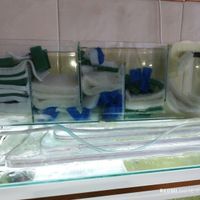 تاپ سامپ آکواریوم (فیلتر آکواریوم)|ماهی|کرمانشاه, |دیوار