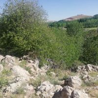 فروش-5-هکتار-باغ