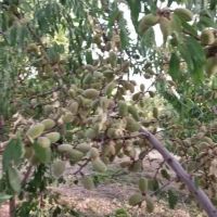 باغ-بادام-خیابان-تصفیه-خانه-سازمان-آب-مینادشت