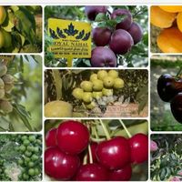 خریدار تره‌بار سردرختی زردآلو گیلاس میوه گوجه خیار|خدمات باغبانی و درختکاری|تهران, شهرک شریعتی|دیوار