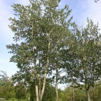 نهال درخت سپیدار یا کبوده ( sabzevarnahal)|گل و گیاه طبیعی|سبزوار, |دیوار