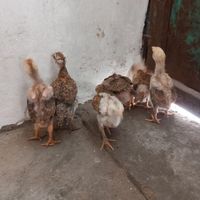 جوجه لاری لفغان|حیوانات مزرعه|گنبد کاووس, |دیوار