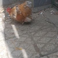 خروس‌کوشین‌ بوف‌ متلد|پرنده|تهران, خانی‌آباد نو|دیوار