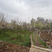 فروش زمین ۴۵۰ متری در کردان|فروش زمین و ملک کلنگی|تهران, تجریش|دیوار