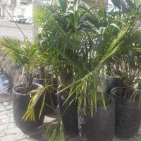 حراج انواع گل با گلدان بزرگ|حراج|تبریز, |دیوار