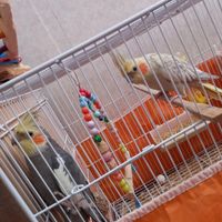 عروس هلندی|پرنده|سمیرم, |دیوار