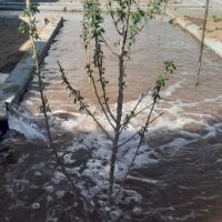 زمین-باغی-با-چهاردیواری