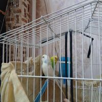 سلام دو عدد مرغ،عشق بالغ بدون قفس|پرنده|تهران, جابری|دیوار
