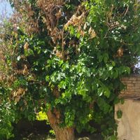 معاوضه خونه باغ مهریز|فروش خانه و ویلا|مهریز, |دیوار