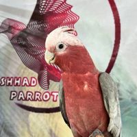 کاسکو. کاکادو. آرا. کایک|پرنده|تهران, امانیه|دیوار