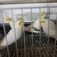 عروس هلندی مولد|پرنده|کرج, مارلیک|دیوار