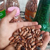 انواع لوبیا|خوردنی و آشامیدنی|املش, |دیوار