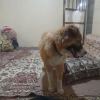 سگ نگهبان ۶ماه|سگ|ازنا, |دیوار