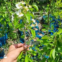 ارائه نهال به قرمز گلدانی|خدمات باغبانی و درختکاری|بندر ترکمن, |دیوار
