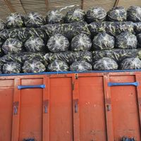خریدار تره‌بار سردرختی زردآلو گیلاس میوه گوجه خیار|خدمات باغبانی و درختکاری|تهران, شهرک شریعتی|دیوار