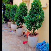 خدمات باغبانی گلکاری باغچه تعویض خاک گل شخم سمپاشی|خدمات باغبانی و درختکاری|تهران, جنت‌آباد جنوبی|دیوار