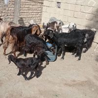 گوسفند فروشی(قیمت توافقی)|حیوانات مزرعه|سراوان, |دیوار