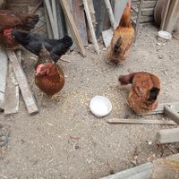 مرغ رسمی|حیوانات مزرعه|تهران, نصرت|دیوار