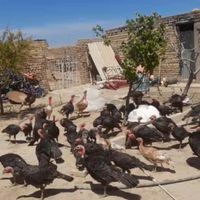 بوقلمون|حیوانات مزرعه|قزوین, |دیوار