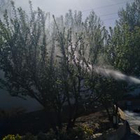 سم پاشی علف زنی شمشادزنی خریدارمیوه شمارویدرخت|خدمات باغبانی و درختکاری|کرج, کمال‌شهر|دیوار