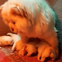 چاوچاوchowchow|سگ|تهران, شهرک شهید باقری|دیوار