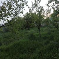دو قطعه باغ در روستای ترپ بر جاده|فروش خانه و ویلا|تبریز, |دیوار
