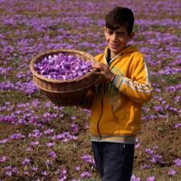 زعفران سرگل طبیعی|خوردنی و آشامیدنی|تهران, ونک|دیوار