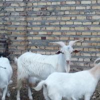 بز سانن اصل جوان|حیوانات مزرعه|تایباد, |دیوار