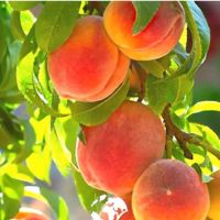فروش-باغ-شهری-داخل-شهر-هوره