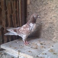 کفتر یکجا با جوجه|پرنده|تهران, شریف‌آباد|دیوار