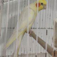 عروس هلندی نر|پرنده|کنارک, |دیوار