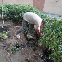 خدمات پیوندی باغبانی سم پاشی طرح فضای باغچه|خدمات باغبانی و درختکاری|تهران, سهروردی|دیوار
