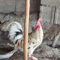 خروس گلین|پرنده|جم, |دیوار
