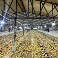 فروش-یکواحد-مرغداری-گوشتی-39000-سند-تکبرگ