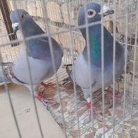 کبوتر پلاکی به شرط و ضمانت همه چیز|پرنده|اصفهان, قائمیه|دیوار