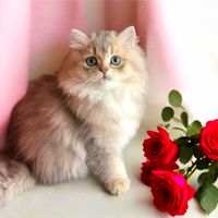 حر اج گربه های دست آموز خانگی مینیاتوری و کوتوله|گربه|تهران, الهیه|دیوار
