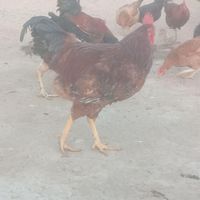 خروس|حیوانات مزرعه|گنبد کاووس, |دیوار