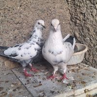 کفتر یکجا با جوجه|پرنده|تهران, شریف‌آباد|دیوار
