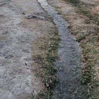 باغچه-نخل