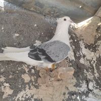 چهارتا کفتر پرشی|پرنده|مشهد, رباط طرق|دیوار