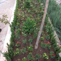 خدمات باغبانی باغچه کاری گلکاری چمن کاری خاک گلدان|خدمات باغبانی و درختکاری|تهران, نیاوران|دیوار