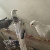 جوجه و کهنه پرش سنگین|پرنده|قم, انسجام|دیوار